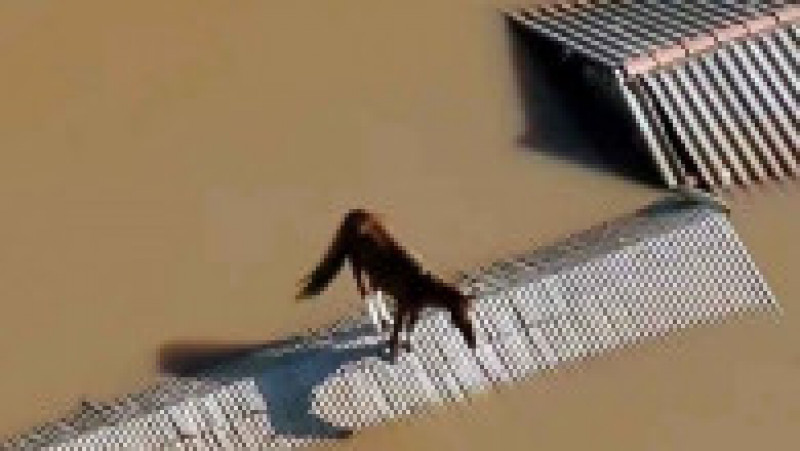 Echipele de intervenţie au salvat un cal care a rămas blocat timp de două zile pe un acoperiş. Foto: Profimedia | Poza 6 din 6
