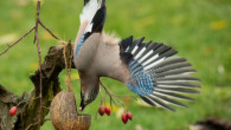 Un experiment cu gaițe tufișe realizat în 1998 a arătat că păsările își pot aduce aminte ce fel de mâncare au ascuns în diferite locuri și cu cât timp în urmă au ascuns-o. Foto: Profimedia Images | Poza 3 din 12