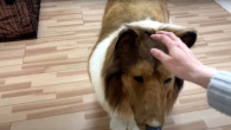 Japonezul care a cheltuit 14.000 $ ca să se transforme în câine vrea acum să devină alt animal FOTO: Profimedia Images | Poza 8 din 12