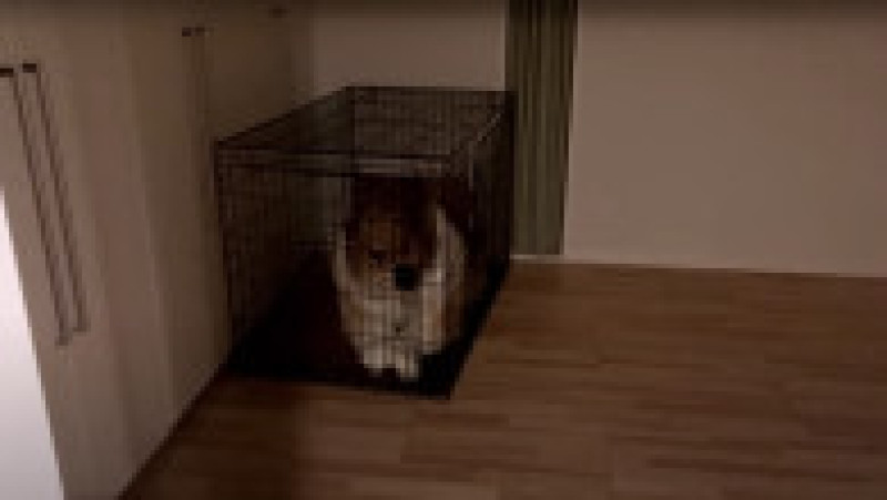 Japonezul care a cheltuit 14.000 $ ca să se transforme în câine vrea acum să devină alt animal FOTO: Profimedia Images | Poza 7 din 12