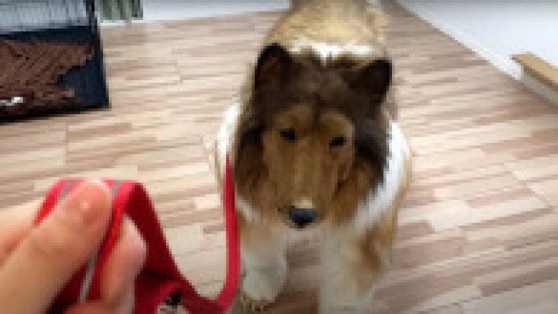 Japonezul care a cheltuit 14.000 $ ca să se transforme în câine vrea acum să devină alt animal FOTO: Profimedia Images | Poza 6 din 12