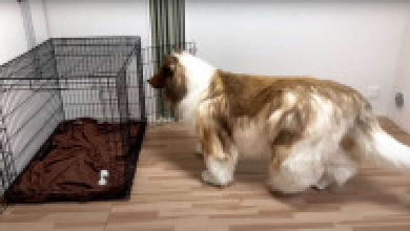 Japonezul care a cheltuit 14.000 $ ca să se transforme în câine vrea acum să devină alt animal FOTO: Profimedia Images | Poza 4 din 12