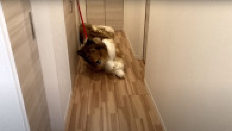 Japonezul care a cheltuit 14.000 $ ca să se transforme în câine vrea acum să devină alt animal FOTO: Profimedia Images | Poza 3 din 12