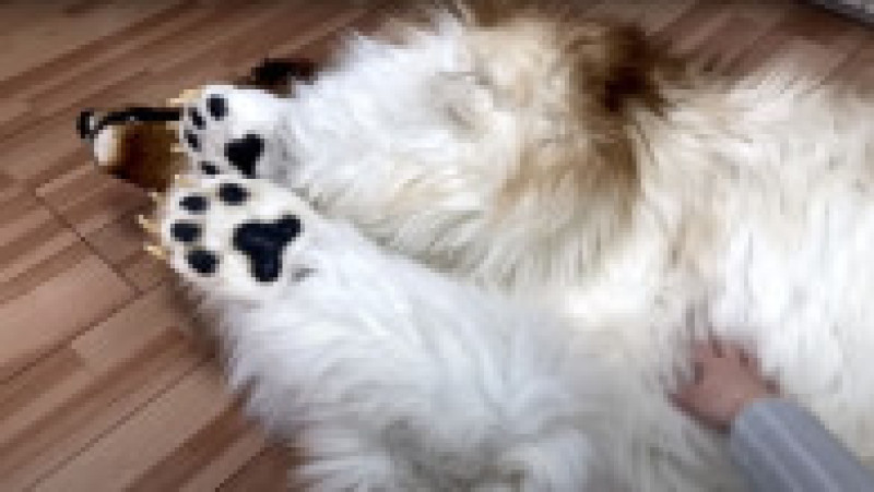 Japonezul care a cheltuit 14.000 $ ca să se transforme în câine vrea acum să devină alt animal FOTO: Profimedia Images | Poza 12 din 12