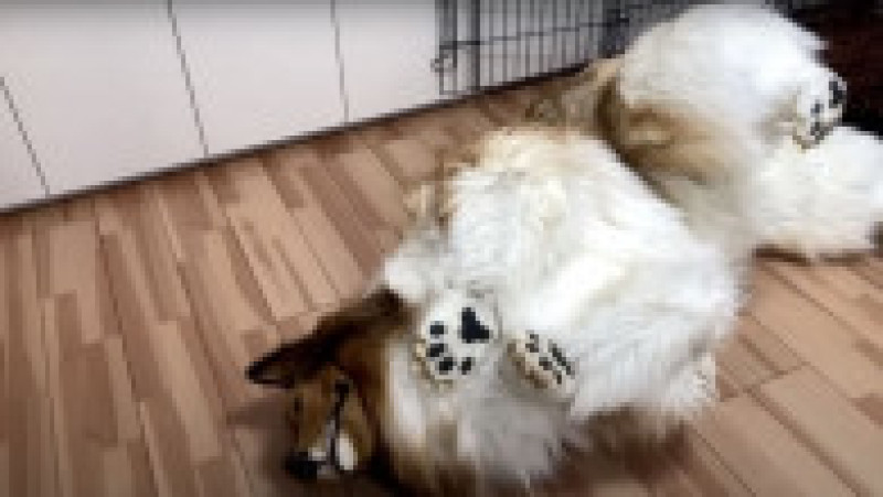 Japonezul care a cheltuit 14.000 $ ca să se transforme în câine vrea acum să devină alt animal FOTO: Profimedia Images | Poza 11 din 12