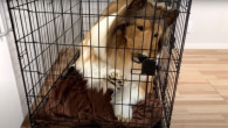 Japonezul care a cheltuit 14.000 $ ca să se transforme în câine vrea acum să devină alt animal FOTO: Profimedia Images | Poza 10 din 12