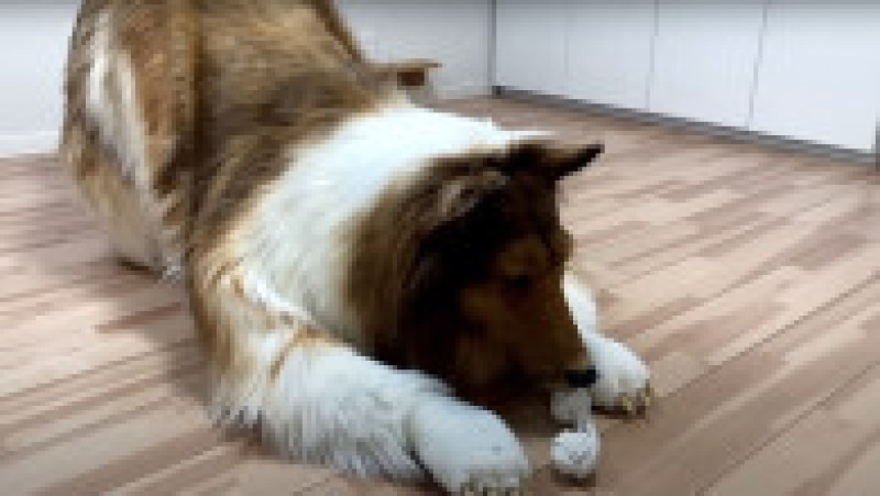 Japonezul care a cheltuit 14.000 $ ca să se transforme în câine vrea acum să devină alt animal FOTO: Profimedia Images | Poza 1 din 12