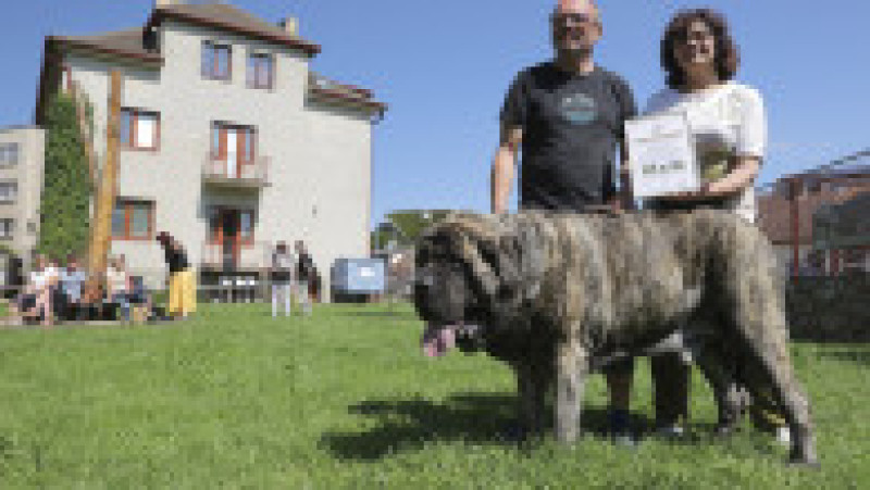 La 125 kg, Uriáš, un mastiff englez de 125 de kilograme a stabilit recordul pentru cel mai greu câine din Cehia FOTO: Profimedia Images | Poza 5 din 7