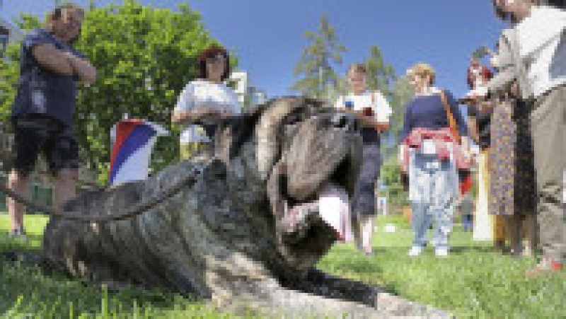 La 125 kg, Uriáš, un mastiff englez de 125 de kilograme a stabilit recordul pentru cel mai greu câine din Cehia FOTO: Profimedia Images | Poza 6 din 7