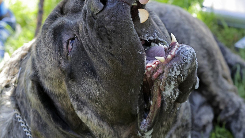 La 125 kg, Uriáš, un mastiff englez de 125 de kilograme a stabilit recordul pentru cel mai greu câine din Cehia FOTO: Profimedia Images