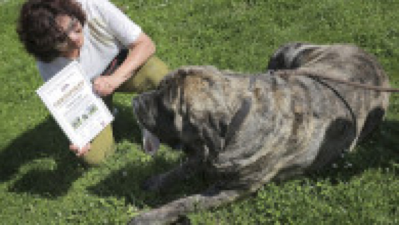 La 125 kg, Uriáš, un mastiff englez de 125 de kilograme a stabilit recordul pentru cel mai greu câine din Cehia FOTO: Profimedia Images | Poza 4 din 7
