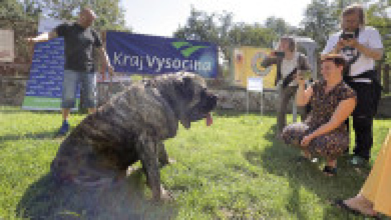 La 125 kg, Uriáš, un mastiff englez de 125 de kilograme a stabilit recordul pentru cel mai greu câine din Cehia FOTO: Profimedia Images | Poza 3 din 7