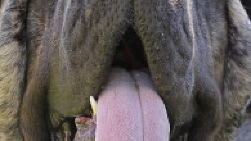 La 125 kg, Uriáš, un mastiff englez de 125 de kilograme a stabilit recordul pentru cel mai greu câine din Cehia FOTO: Profimedia Images | Poza 2 din 7