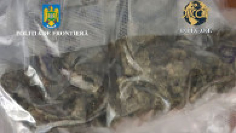 Un român a fost prins cu canabis ascuns la bateria mașinii, în Vama Borș. Sursa foto: DIICOT | Poza 3 din 4