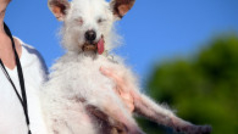 Daisy Mae a ocupat locul al treilea la concursul „Cel mai urât câine din lume”. Sursa foto: Profimedia Images | Poza 12 din 12