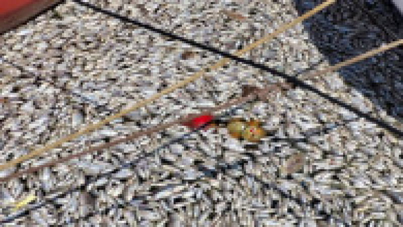 Peştii morţi au creat o adevărată pătură argintie în port şi degajă un miros care a alarmat locuitorii şi autorităţile. Foto: Profimedia Images | Poza 5 din 7