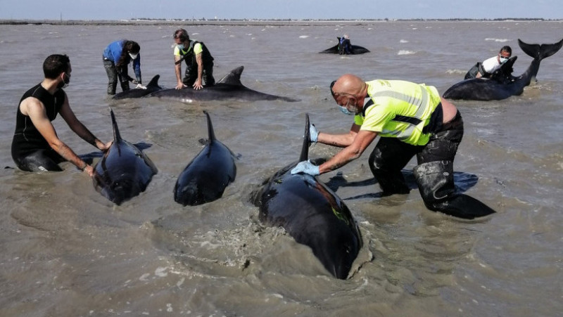 Delfini eșuați pe o plajă din Franța. Foto: Profimedia