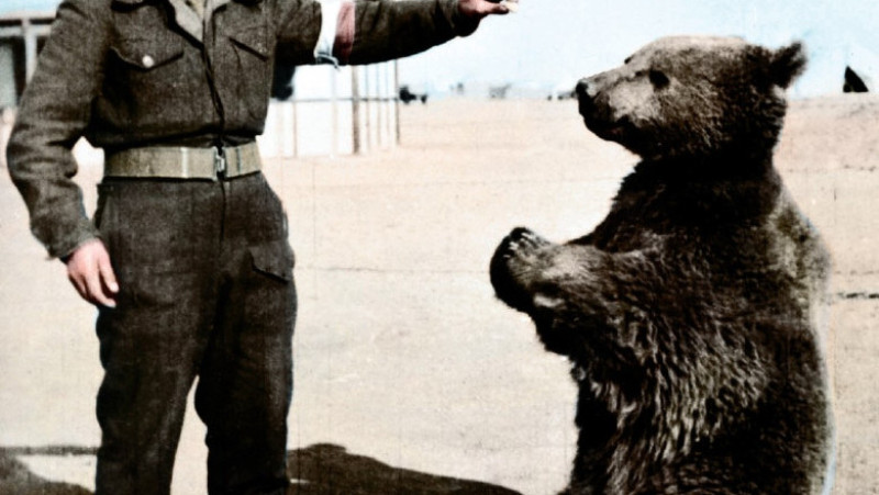 Wojtek, care a trăit între 1942 și 1963, a fost un urs brun adoptat de soldații polonezi. El a fost oficial înrolat ca soldat și a fost ulterior promovat la gradul de caporal, luptând în diverse bătălii pe mai multe fronturi. Foto: Profimedia