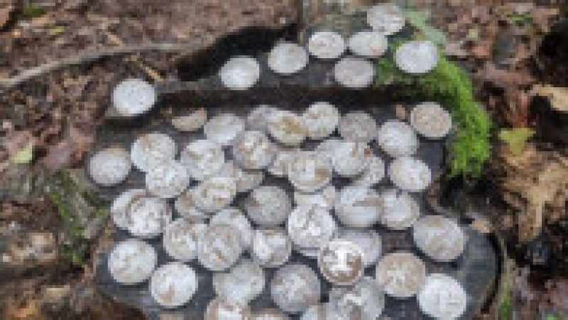 Comoară istorică descoperită într-o pădure din Botoșani: 60 de monede din argint, vechi de aproximativ 2.400 de ani. Sursa foto: Monitorul de Botoșani | Poza 1 din 4
