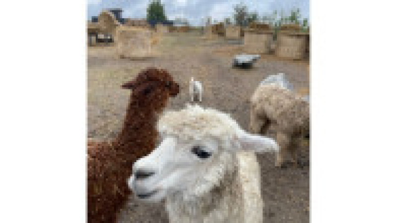 Animale sălbatice, păsări exotice și câteva specii pe cale de dispariție au fost găsite în mai multe gospodării din județul Iași.
FOTO: IPJ Iași | Poza 4 din 6