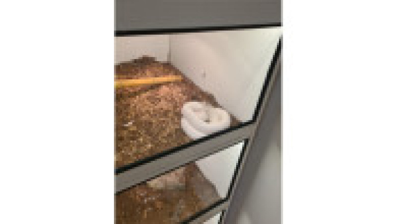 Animale sălbatice, păsări exotice și câteva specii pe cale de dispariție au fost găsite în mai multe gospodării din județul Iași.
FOTO: IPJ Iași | Poza 5 din 6