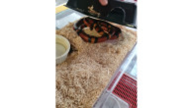 Animale sălbatice, păsări exotice și câteva specii pe cale de dispariție au fost găsite în mai multe gospodării din județul Iași.
FOTO: IPJ Iași | Poza 6 din 6