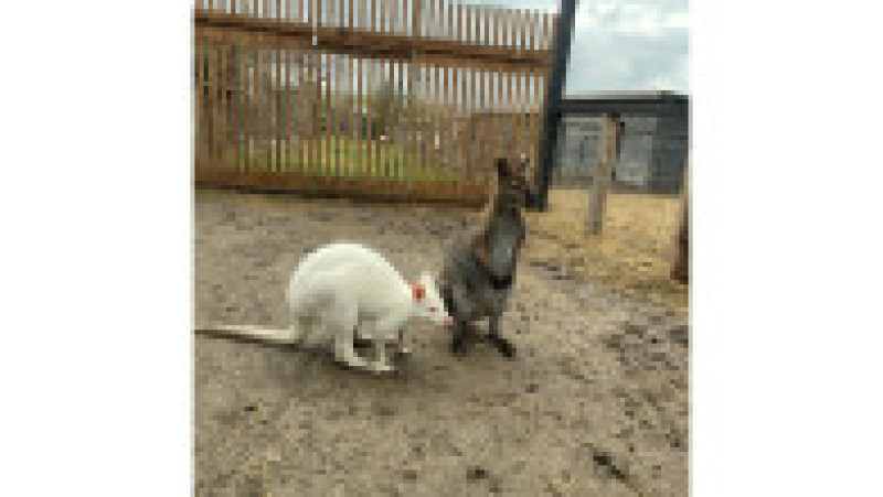 Animale sălbatice, păsări exotice și câteva specii pe cale de dispariție au fost găsite în mai multe gospodării din județul Iași.
FOTO: IPJ Iași | Poza 1 din 6