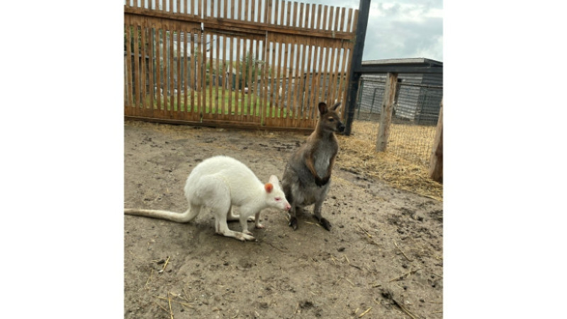 Animale sălbatice, păsări exotice și câteva specii pe cale de dispariție au fost găsite în mai multe gospodării din județul Iași.
FOTO: IPJ Iași