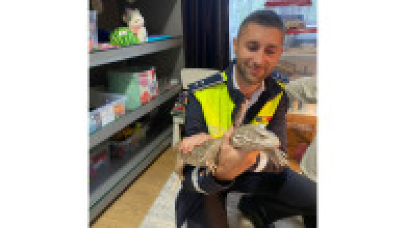 Animale sălbatice, păsări exotice și câteva specii pe cale de dispariție au fost găsite în mai multe gospodării din județul Iași.
FOTO: IPJ Iași | Poza 2 din 6