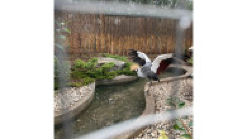 Animale sălbatice, păsări exotice și câteva specii pe cale de dispariție au fost găsite în mai multe gospodării din județul Iași.
FOTO: IPJ Iași | Poza 3 din 6