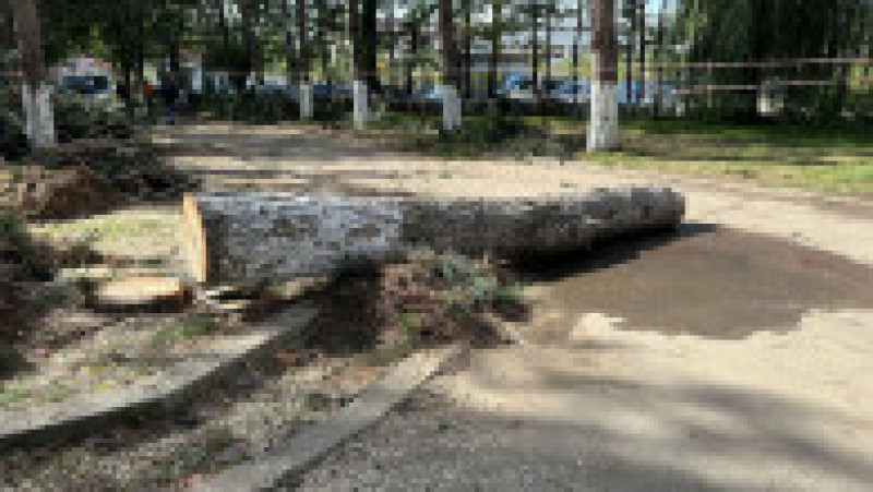 Scene cumplite în curtea unei instituții din Suceava. Un copac a căzut peste o angajată a DGASPC Suceava. Foto: Captură Digi24 | Poza 1 din 2