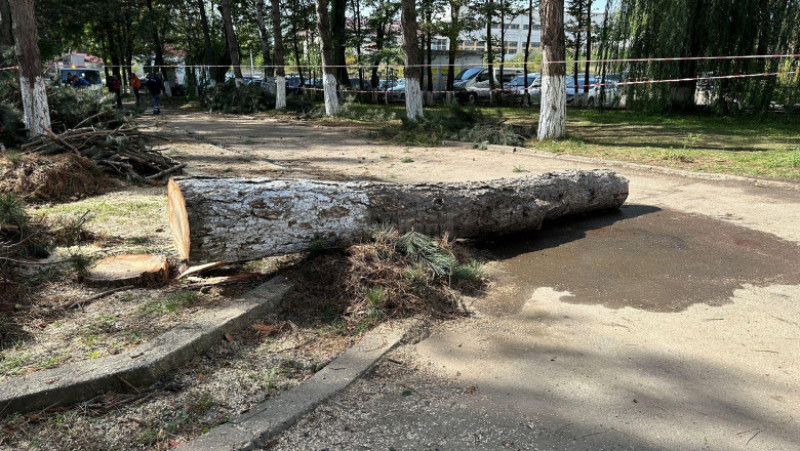 Scene cumplite în curtea unei instituții din Suceava. Un copac a căzut peste o angajată a DGASPC Suceava. Foto: Captură Digi24