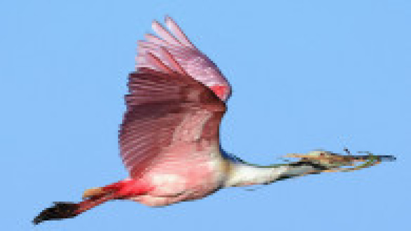 Un elicopter privat a fost reţinut în Rusia după ce a zburat periculos de jos și a pus în pericol un stol de lopătari roz. Foto: Profimedia | Poza 2 din 8