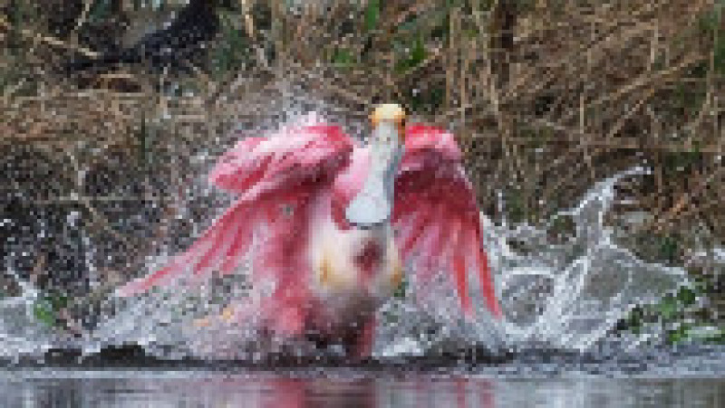 Un elicopter privat a fost reţinut în Rusia după ce a zburat periculos de jos și a pus în pericol un stol de lopătari roz. Foto: Profimedia | Poza 3 din 8