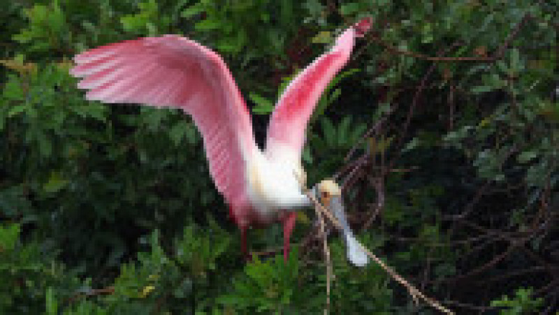 Un elicopter privat a fost reţinut în Rusia după ce a zburat periculos de jos și a pus în pericol un stol de lopătari roz. Foto: Profimedia | Poza 5 din 8