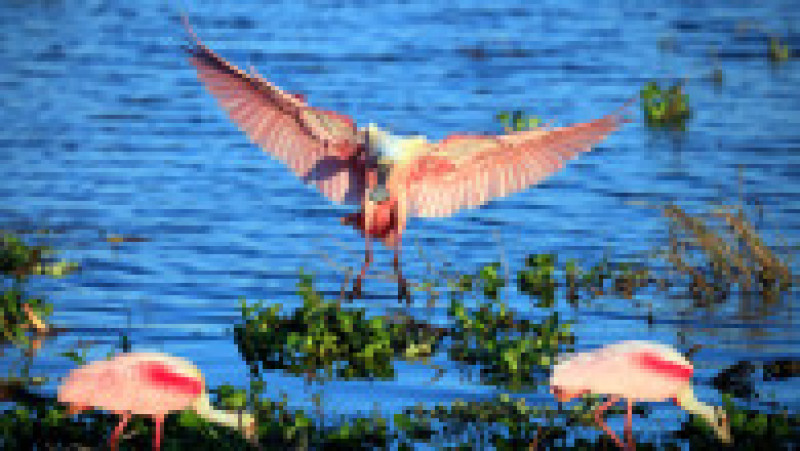 Un elicopter privat a fost reţinut în Rusia după ce a zburat periculos de jos și a pus în pericol un stol de lopătari roz. Foto: Profimedia | Poza 1 din 8