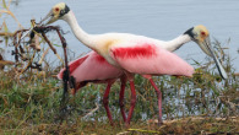 Un elicopter privat a fost reţinut în Rusia după ce a zburat periculos de jos și a pus în pericol un stol de lopătari roz. Foto: Profimedia | Poza 4 din 8