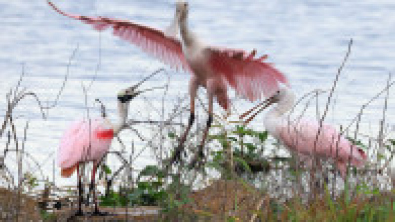 Un elicopter privat a fost reţinut în Rusia după ce a zburat periculos de jos și a pus în pericol un stol de lopătari roz. Foto: Profimedia | Poza 8 din 8