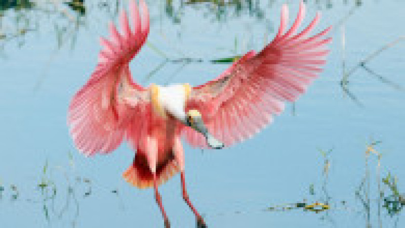 Un elicopter privat a fost reţinut în Rusia după ce a zburat periculos de jos și a pus în pericol un stol de lopătari roz. Foto: Profimedia | Poza 6 din 8