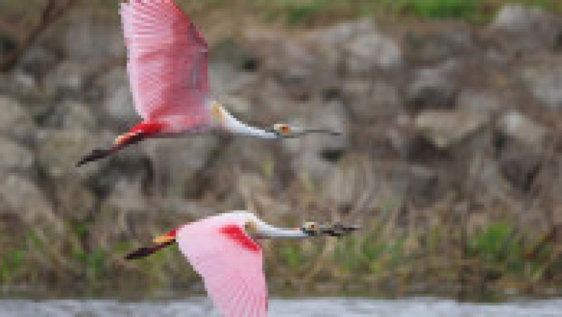 Un elicopter privat a fost reţinut în Rusia după ce a zburat periculos de jos și a pus în pericol un stol de lopătari roz. Foto: Profimedia | Poza 7 din 8