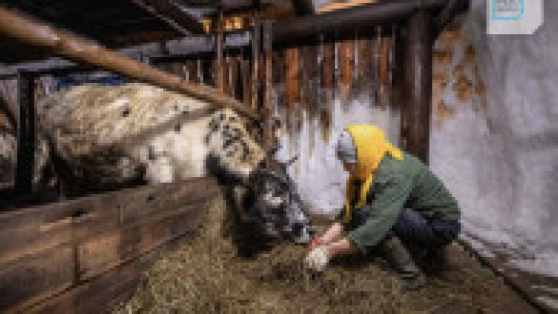 Eudochia (63 de ani) are 47 de vaci cu care încearcă să recreeze rasa iacută tradițională care a fost înlocuită în perioada sovietică cu rasa elvețiană Simmental. Foto: Profimedia Images | Poza 7 din 17