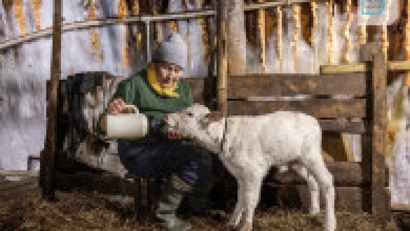 Chiar și în interiorul grajdului, temperaturile coboară până la -10/-15 grade Celsius. Foto: Profimedia Images | Poza 8 din 17