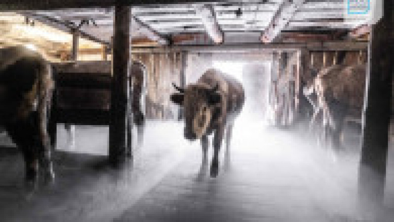 Cu toate că vitele din Iacutia sunt foarte rezistente la frig, au nevoie de un adăpost când afară temperaturile scad sub -30 de grade Celsius. Foto: Profimedia Images | Poza 6 din 17