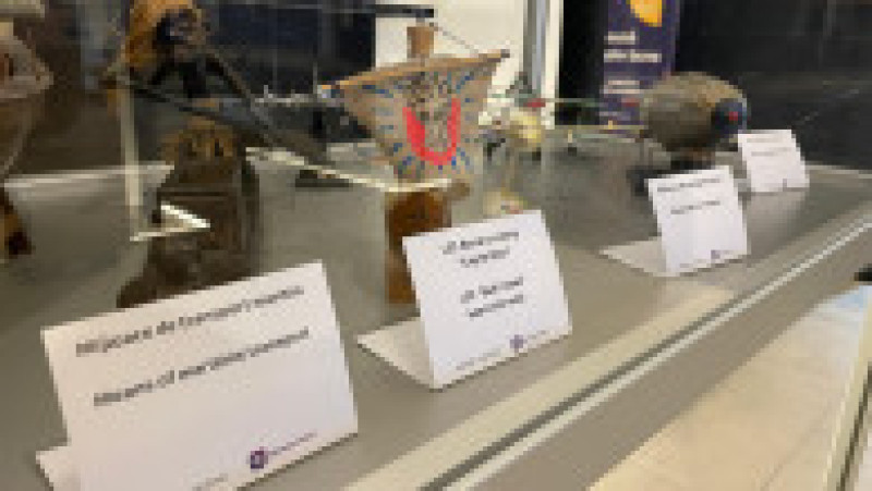 Expoziție-eveniment organizată la Timișoara. Sursa foto: Mihai Vălușescu / Digi24 | Poza 4 din 7