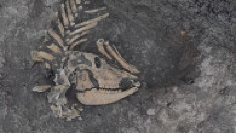 Un cimitir sarmatic vechi de 1.900 de ani, schelete de animale sau structuri de locuinţe de lut, descoperite pe şantierul Lotului 4 al căii ferate Timişoara-Arad. Foto: CFR Infrastructură Timișoara | Poza 1 din 8
