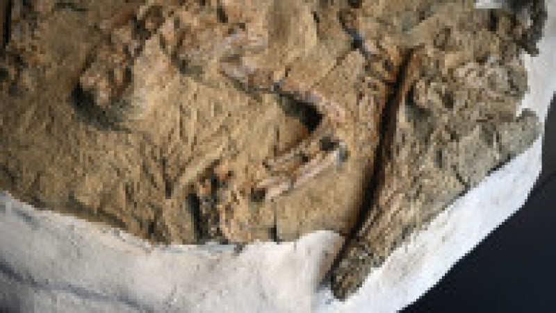 Foto: Profimedia Images | Poza 4 din 5