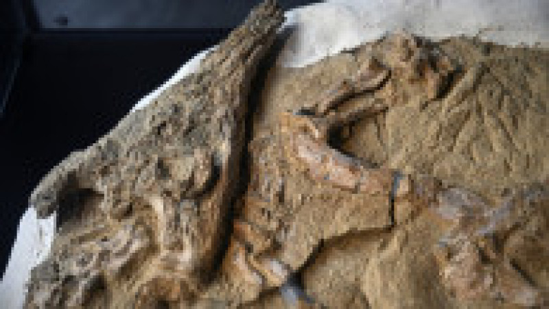 Foto: Profimedia Images | Poza 5 din 5