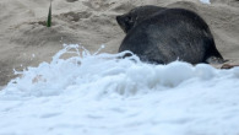 Apariţie rară a unui leu de mare din Antarctica pe plaja Ipanema din Rio de Janeiro. Foto: Profimedia | Poza 19 din 20