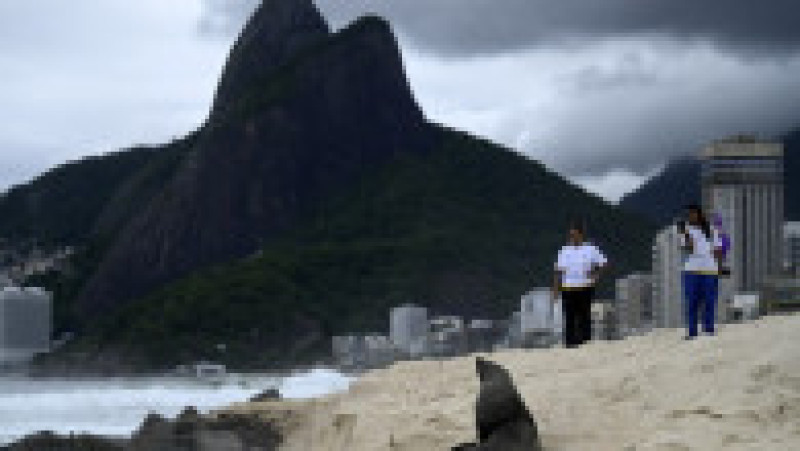 Apariţie rară a unui leu de mare din Antarctica pe plaja Ipanema din Rio de Janeiro. Foto: Profimedia | Poza 20 din 20