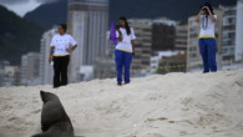 Apariţie rară a unui leu de mare din Antarctica pe plaja Ipanema din Rio de Janeiro. Foto: Profimedia | Poza 15 din 20